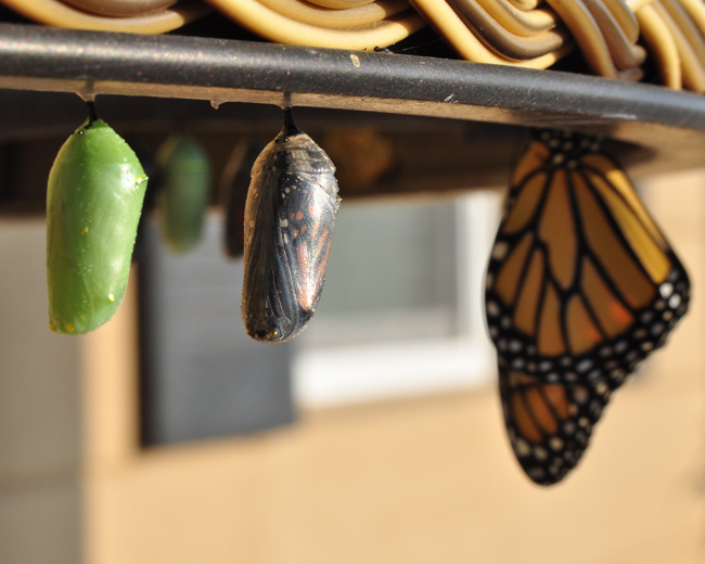 Transformatiesessie (3)